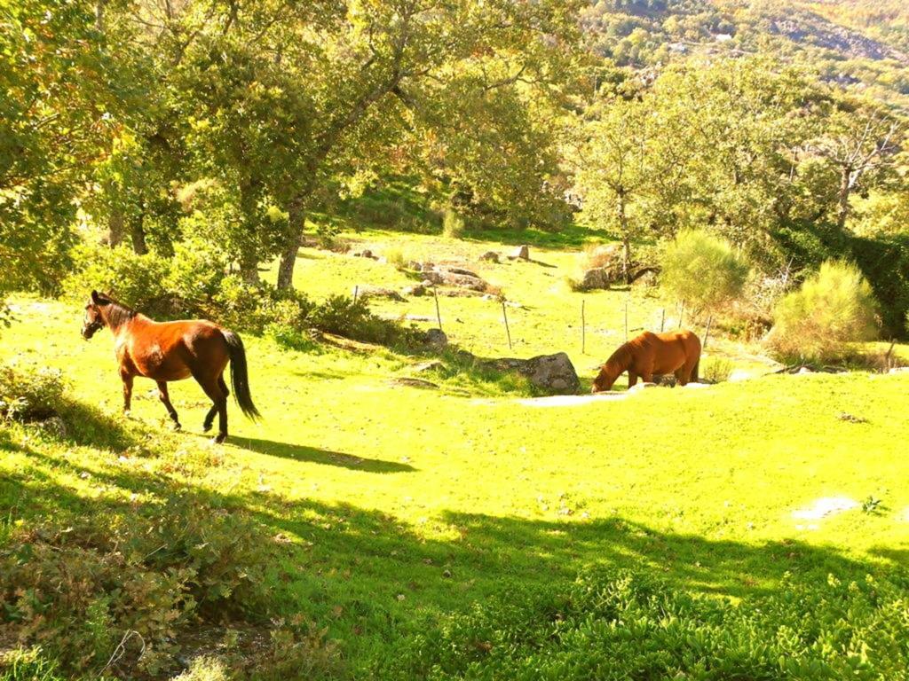 בית הארחה Quinta Do Marvao חדר תמונה